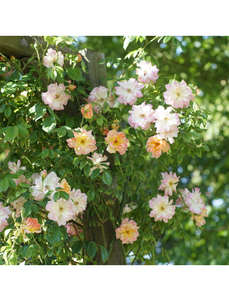 Rosier grimpant ancien - Phyllis Bide- ©Roses Guillot®