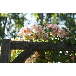 Rosier grimpant ancien - Phyllis Bide- ©Roses Guillot®
