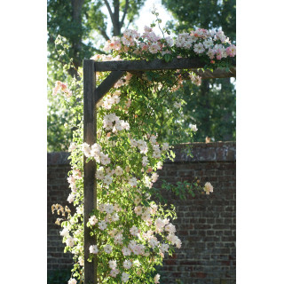 Rosier grimpant ancien - Phyllis Bide- ©Roses Guillot®