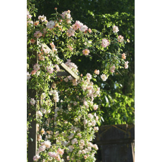 Rosier grimpant ancien - Phyllis Bide- ©Roses Guillot®