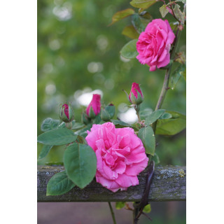 Rosier grimpant ancien - Zéphirine Drouhin - ©Roses Guillot®