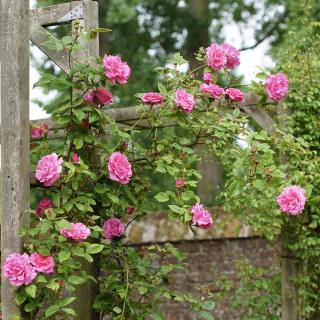 Rosier grimpant ancien - Zéphirine Drouhin - ©Roses Guillot®