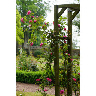 Rosier grimpant ancien - Zéphirine Drouhin - ©Roses Guillot®