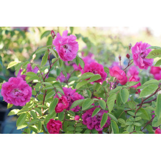 Rosier Terre des Roses® - Demitasse® - ©Roses Guillot®