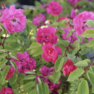Rosier Terre des Roses® - Demitasse® - ©Roses Guillot®