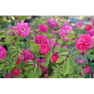 Rosier Terre des Roses® - Demitasse® - ©Roses Guillot®