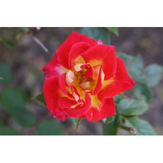 Hybrides de Thé Guillot® - Petite Perfection - ©Roses Guillot®