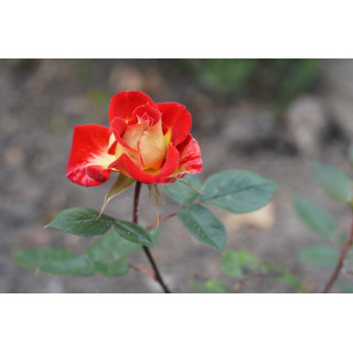 Hybrides de Thé Guillot® - Petite Perfection - ©Roses Guillot®