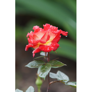 Hybrides de Thé Guillot® - Petite Perfection - ©Roses Guillot®