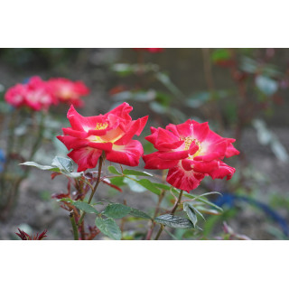 Hybrides de Thé Guillot® - Petite Perfection - ©Roses Guillot®