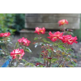Hybrides de Thé Guillot® - Petite Perfection - ©Roses Guillot®