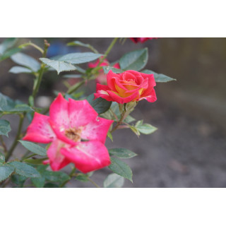 Hybrides de Thé Guillot® - Petite Perfection - ©Roses Guillot®