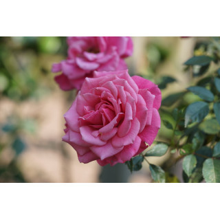 Rosier Hybrides de Thé Guillot® - Raspberry Punch - ©Roses Guillot®