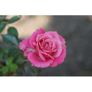 Rosier Hybrides de Thé Guillot® - Raspberry Punch - ©Roses Guillot®
