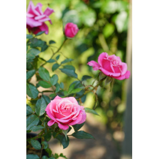 Rosier Hybrides de Thé Guillot® - Raspberry Punch - ©Roses Guillot®