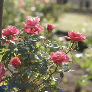 Rosier Hybrides de Thé Guillot® - Raspberry Punch - ©Roses Guillot®