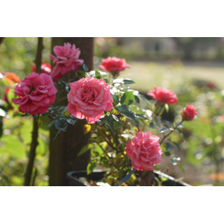 Rosier Hybrides de Thé Guillot® - Raspberry Punch - ©Roses Guillot®