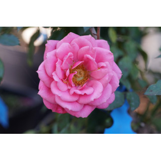 Rosier Hybrides de Thé Guillot® - Raspberry Punch - ©Roses Guillot®