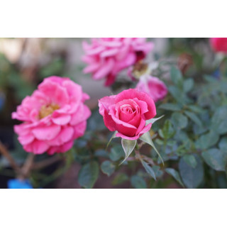 Rosier Hybrides de Thé Guillot® - Raspberry Punch - ©Roses Guillot®