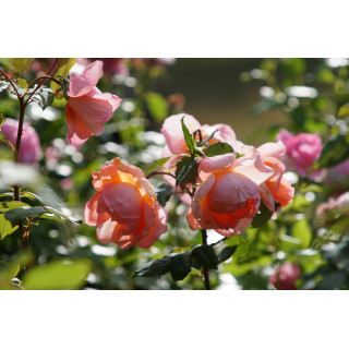 Rosier grande fleurs Guillot - Davidoff®