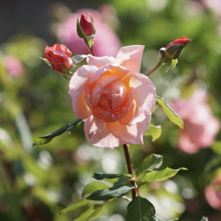 Rosier grande fleurs Guillot - Davidoff®