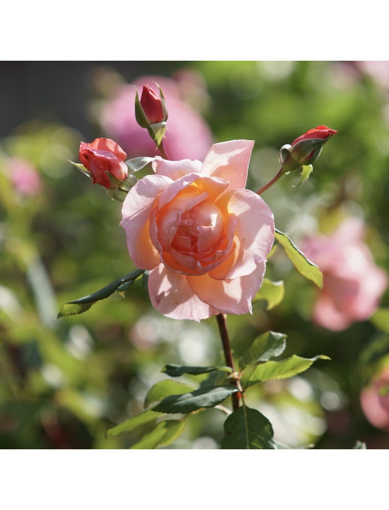 Rosier grande fleurs Guillot - Davidoff®