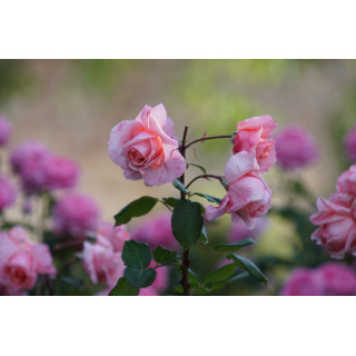 Rosier grande fleurs Guillot - Davidoff®