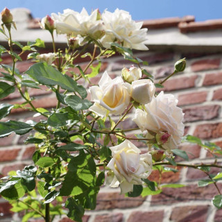 Rosier Grimpant Générosa® - Martine Guillot® - ©Roses Guillot®