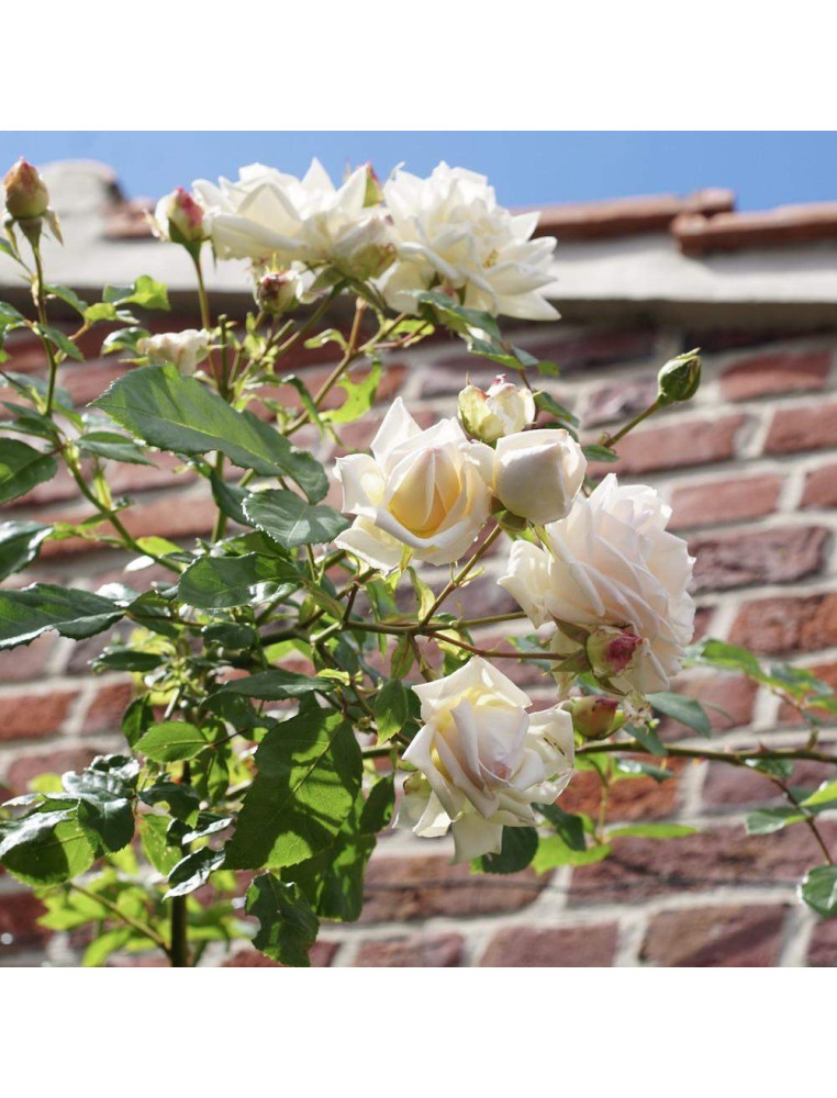 Rosier Grimpant Générosa® - Martine Guillot® - ©Roses Guillot®