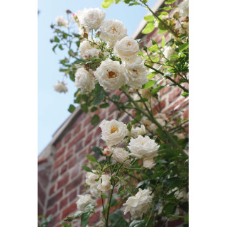 Rosier Grimpant Générosa® - Martine Guillot® - ©Roses Guillot®