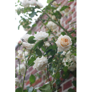 Rosier Grimpant Générosa® - Martine Guillot® - ©Roses Guillot®