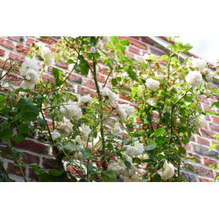 Rosier Grimpant Générosa® - Martine Guillot® - ©Roses Guillot®