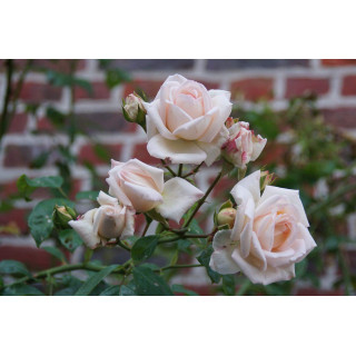 Rosier Grimpant Générosa® - Martine Guillot® - ©Roses Guillot®