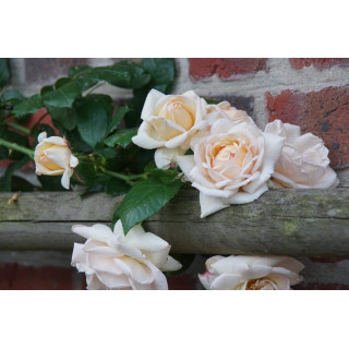 Rosier Grimpant Générosa® - Martine Guillot® - ©Roses Guillot®