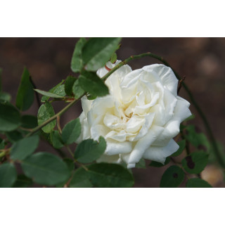 Rosier ancien Guillot® - Gloire Lyonnaise - ©Roses Guillot®