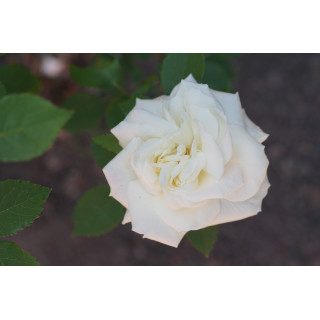 Rosier ancien Guillot® - Gloire Lyonnaise - ©Roses Guillot®