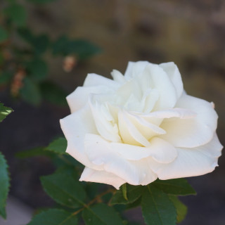 Rosier ancien Guillot® - Gloire Lyonnaise - ©Roses Guillot®