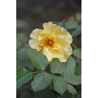 Rosier Terre des Roses® - Souvenir de Robert Schuman - ©Roses Guillot®