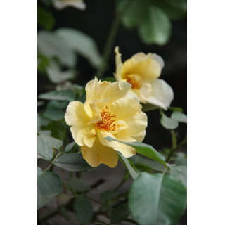 Rosier Terre des Roses® - Souvenir de Robert Schuman - ©Roses Guillot®