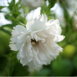 Rosier ancien - White Grootendorst