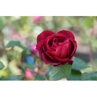 Rosier Guillot® Générosa® - Rose Bicentenaire de Guillot®
