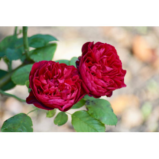 Rosier Guillot® Générosa® - Rose Bicentenaire de Guillot®