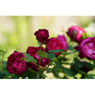 Rosier Guillot® Générosa® - Rose Bicentenaire de Guillot®