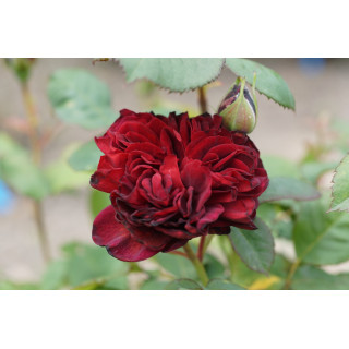 Rosier Guillot® Générosa® - Rose Bicentenaire de Guillot®
