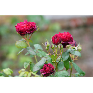 Rosier Guillot® Générosa® - Rose Bicentenaire de Guillot®