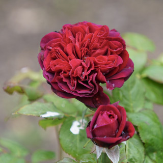 Rosier Guillot® Générosa® - Rose Bicentenaire de Guillot®