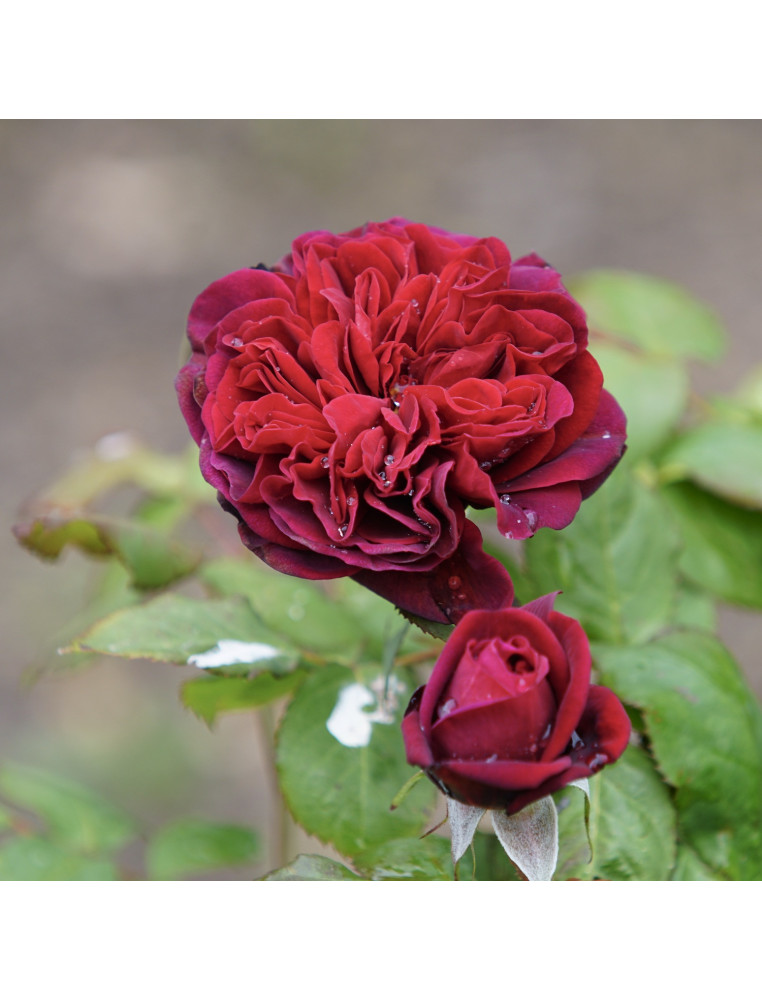 Rosier Guillot® Générosa® - Rose Bicentenaire de Guillot®