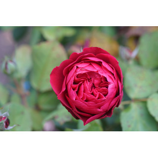 Rosier Guillot® Générosa® - Rose Bicentenaire de Guillot®