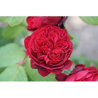 Rosier Guillot® Générosa® - Rose Bicentenaire de Guillot®
