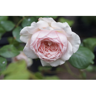 Rosier Guillot® Générosa® - Carméline 